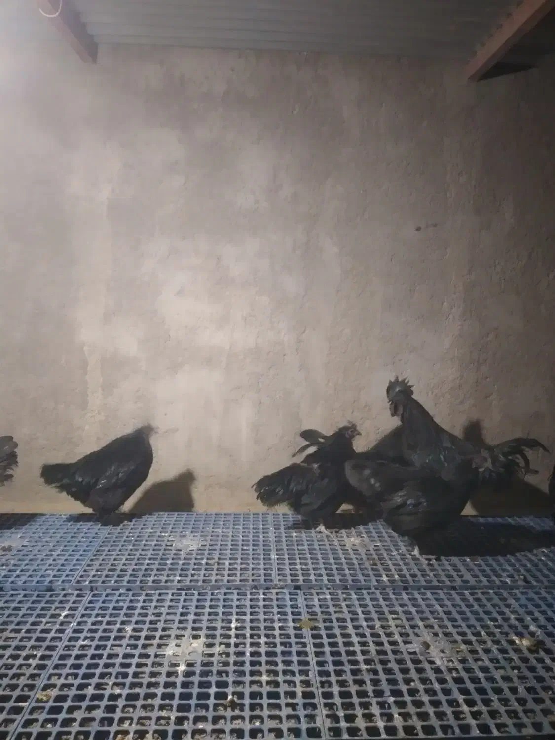 مرغ و خروس ایام سمانی|حیوانات مزرعه|یزد, |دیوار