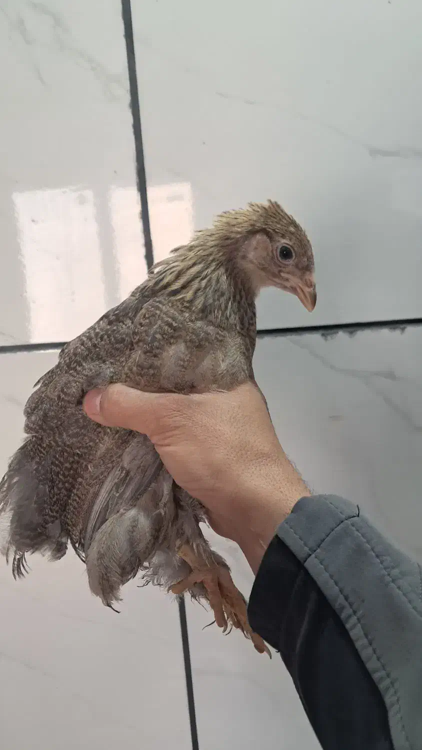 جوجه ۲.۵ ماهه برهما|حیوانات مزرعه|شهرضا, |دیوار