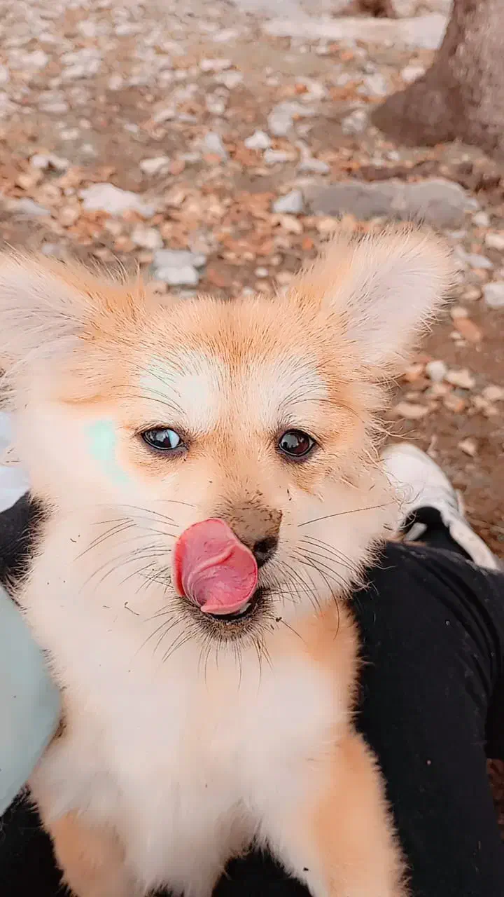 سگ ماده|سگ|مسجد سلیمان, |دیوار