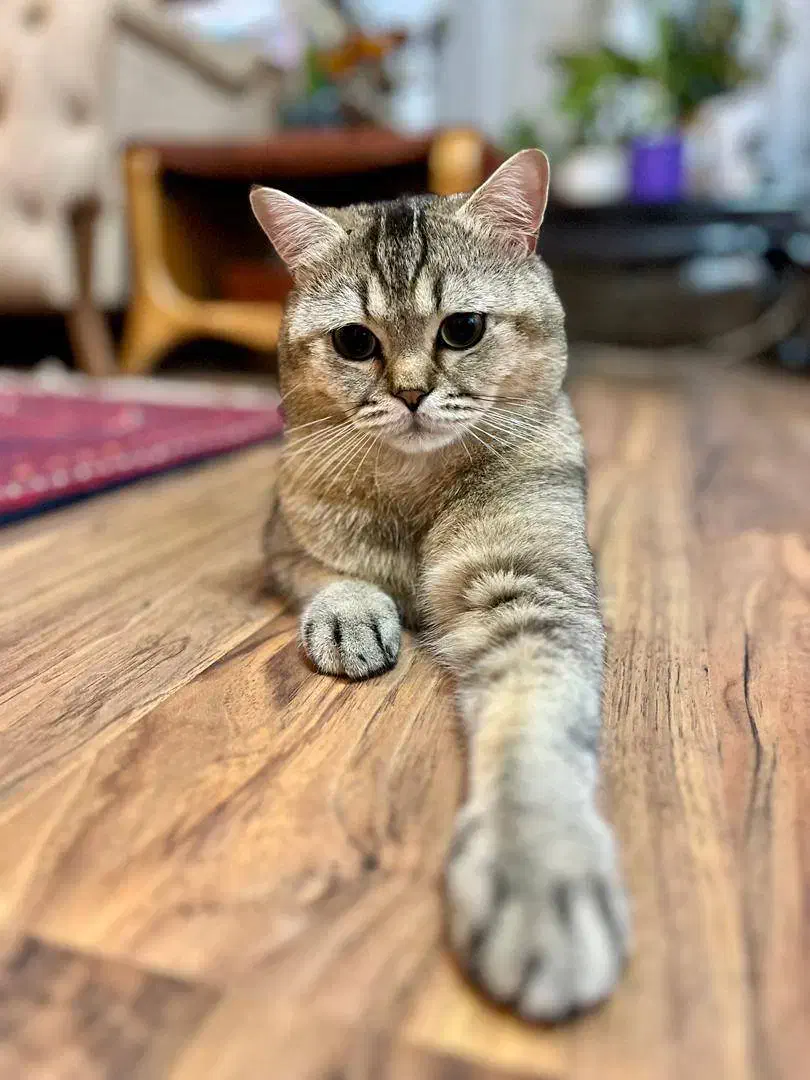 فروش گربه بریتیش اسکاتیش|گربه|آمل, |دیوار