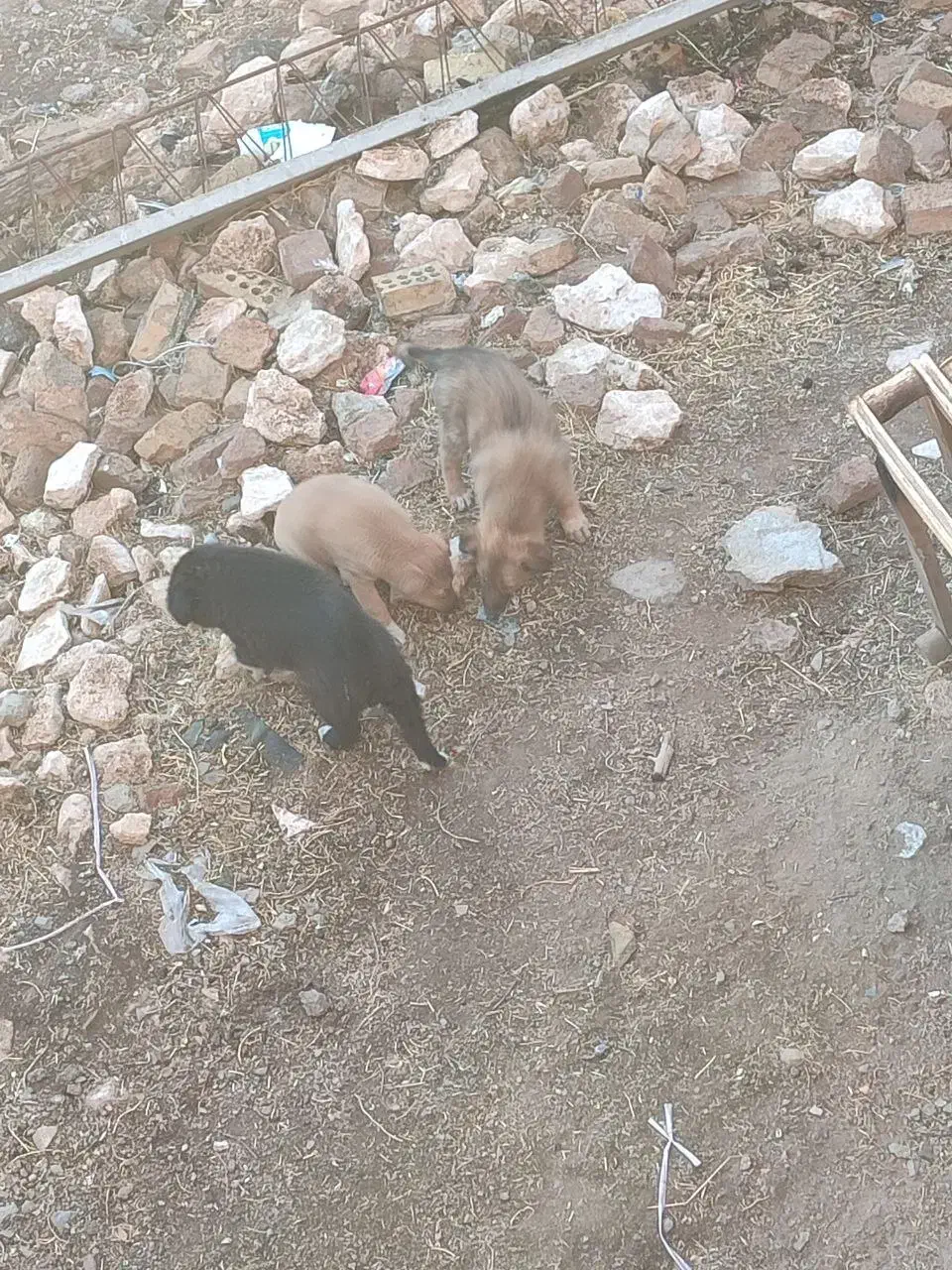 جاروبرقی (جاروبرقی نیست سگه )|سگ|بلبان آباد, |دیوار