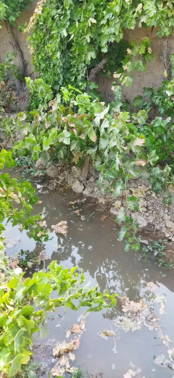 باغ انگور همراه آب چاه موتور|فروش دفتر صنعتی، کشاورزی، تجاری|کاشمر, |دیوار