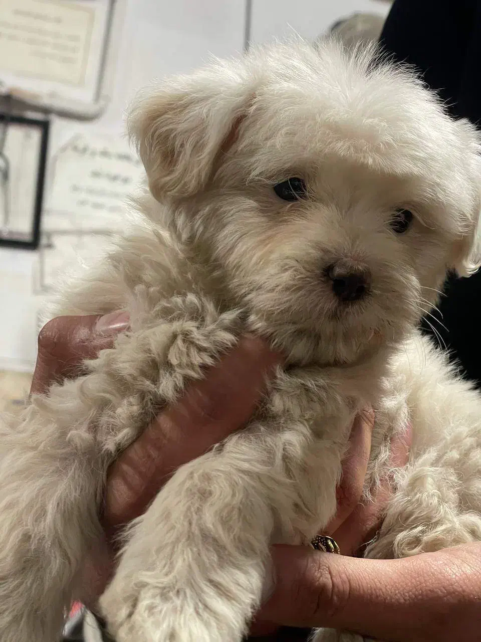 سگ خانگی-آپارتمانی|سگ|تربت‌حیدریه, مظفریه|دیوار