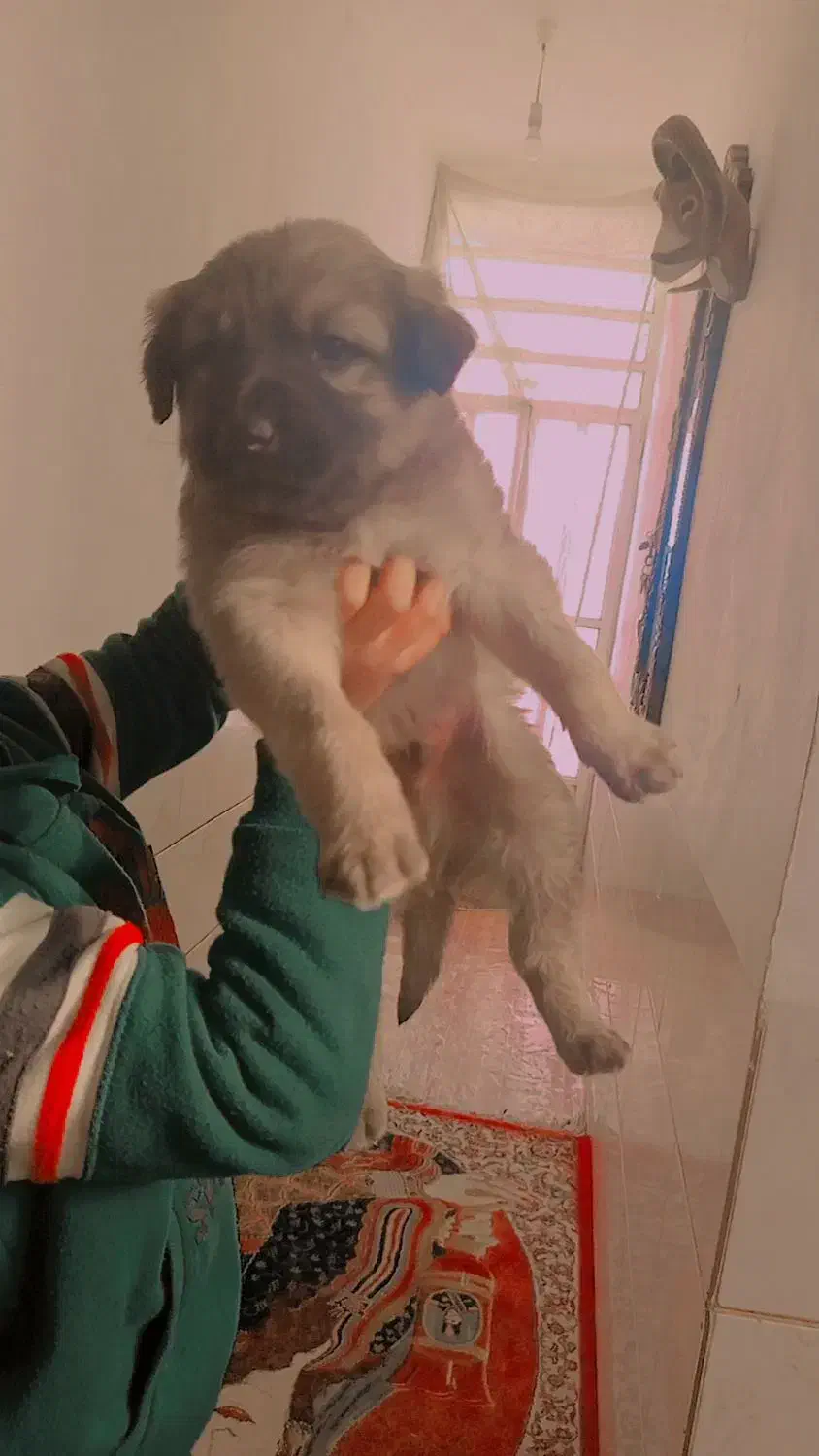 سگ سرابی|سگ|شیراز, گل سرخ|دیوار