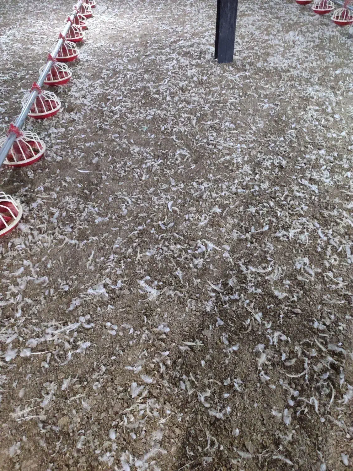 کود مرغی|خدمات باغبانی و درختکاری|میناب, |دیوار