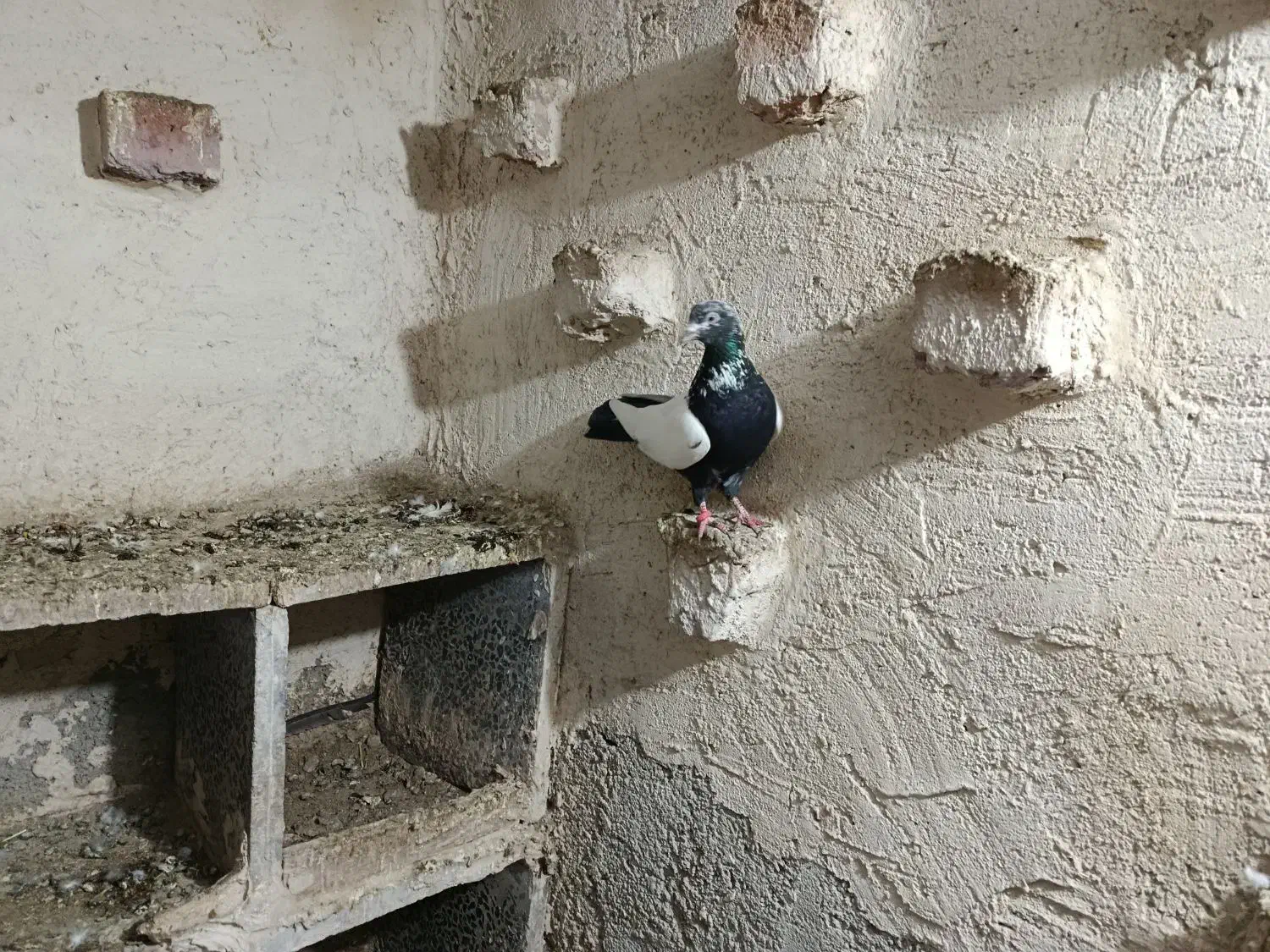 کفترطوقی|حیوانات|اردبیل, |دیوار