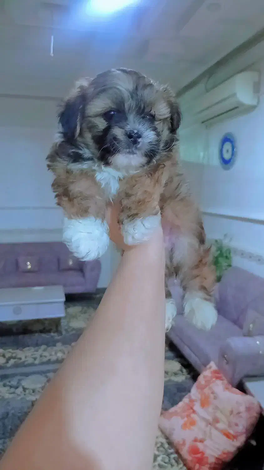 فروش فوری و زیر قیمت|سگ|رباط‌کریم, نصیرشهر|دیوار