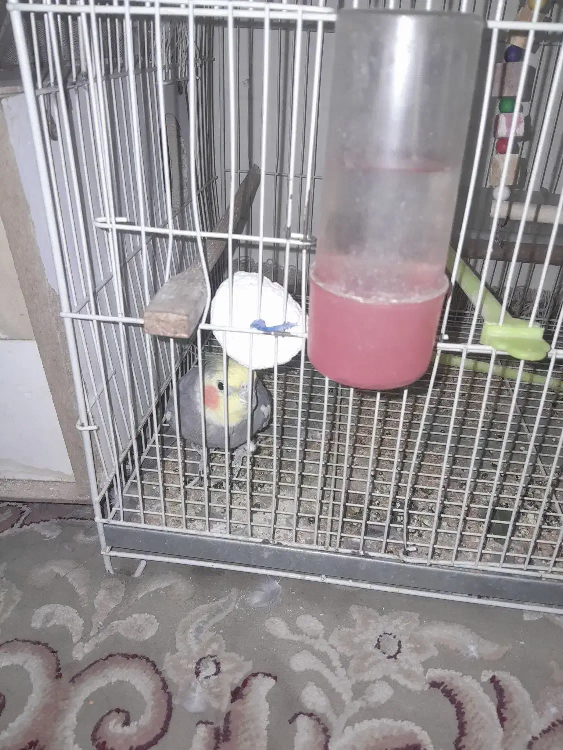 عروس هلندی|پرنده|مشهد, شهرک مهرگان|دیوار