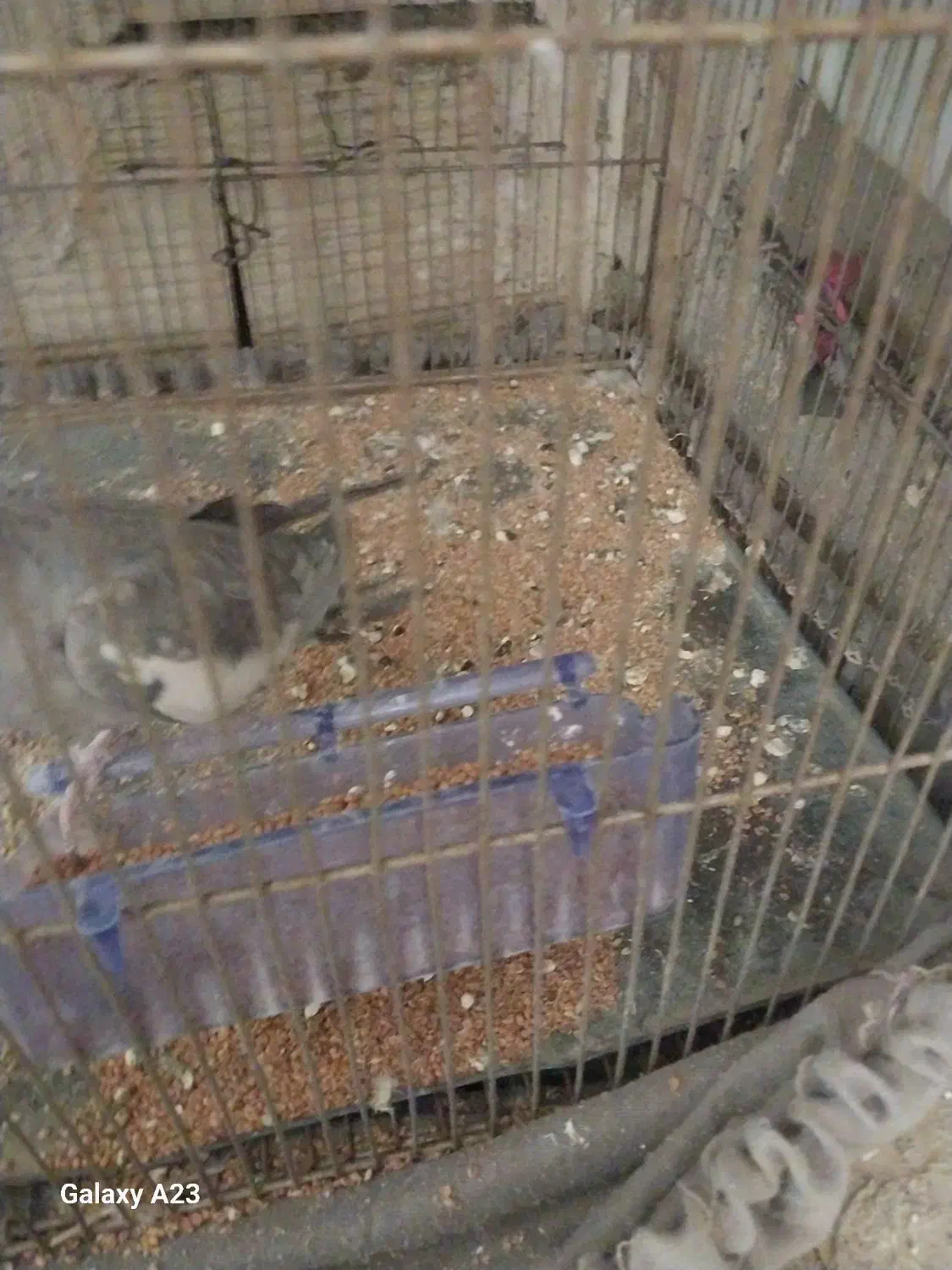 عروس|پرنده|محمدیه-قزوین, |دیوار