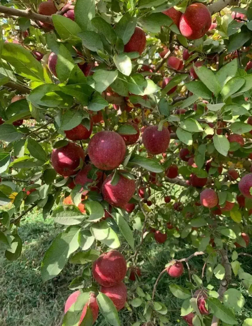 نهالستان عرضه انواع نهال های با کیفیت|خدمات باغبانی و درختکاری|بوکان, |دیوار