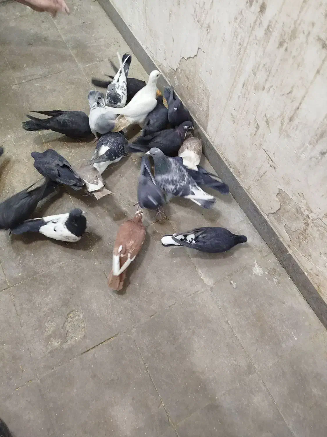 کبوتر|پرنده|کرمان, |دیوار