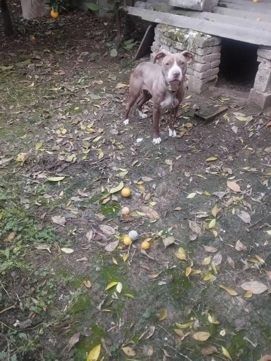 سگ پیتبول فروشی|سگ|قائمشهر, |دیوار