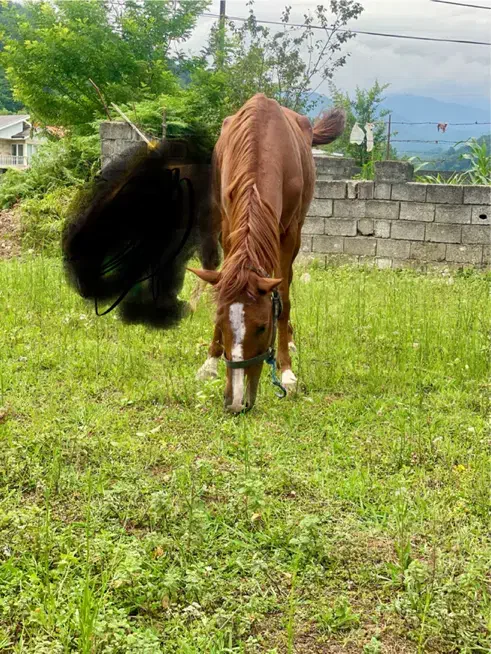 فروش مادیان ۴سال|اسب و تجهیزات اسب‌سواری|توتکابن, |دیوار