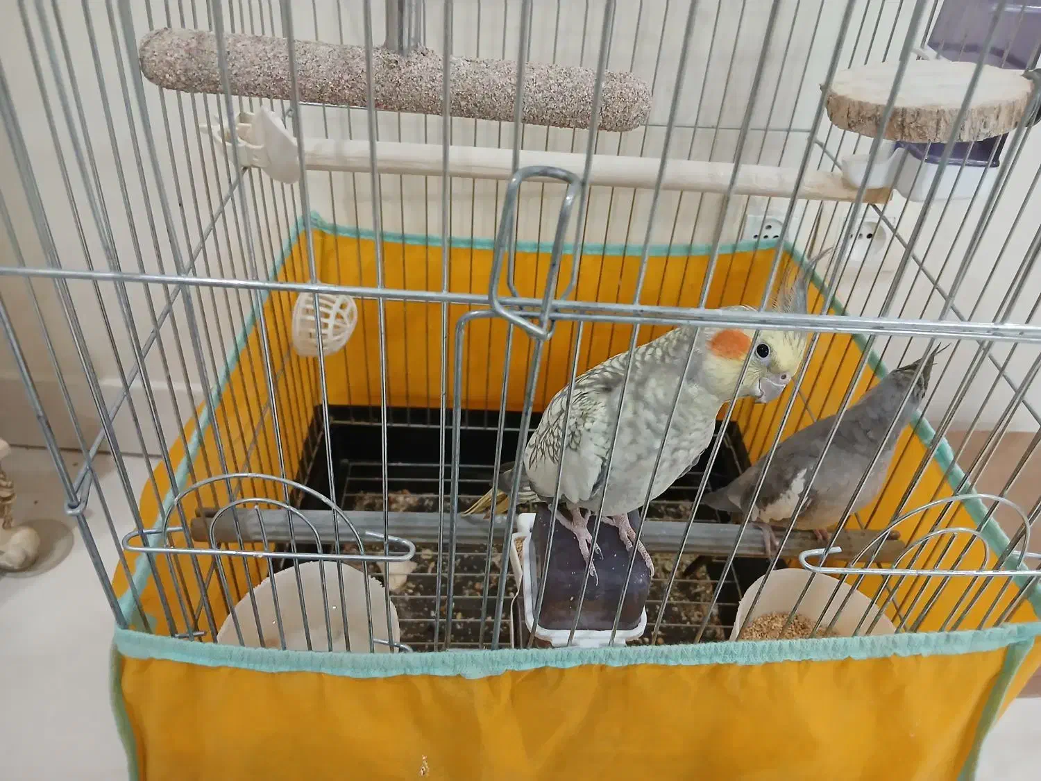 عروس هلندی با همه چی|پرنده|تهران, شکیبا|دیوار