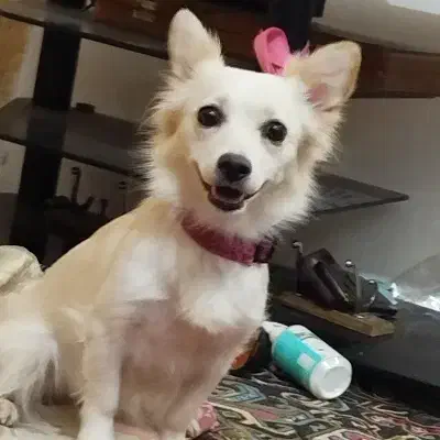 بدلیل جابجایی|سگ|کرمان, |دیوار