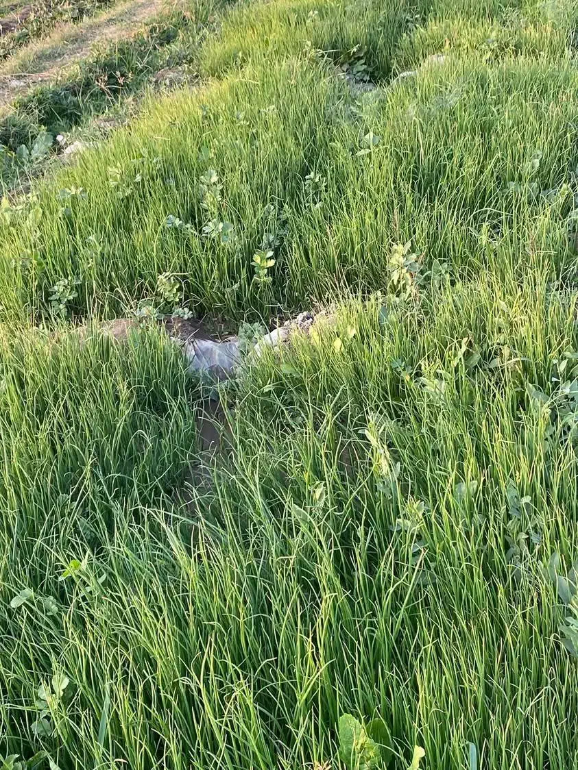 نهال پیاز مینروا دستگیری|گل و گیاه طبیعی|جیرفت, |دیوار