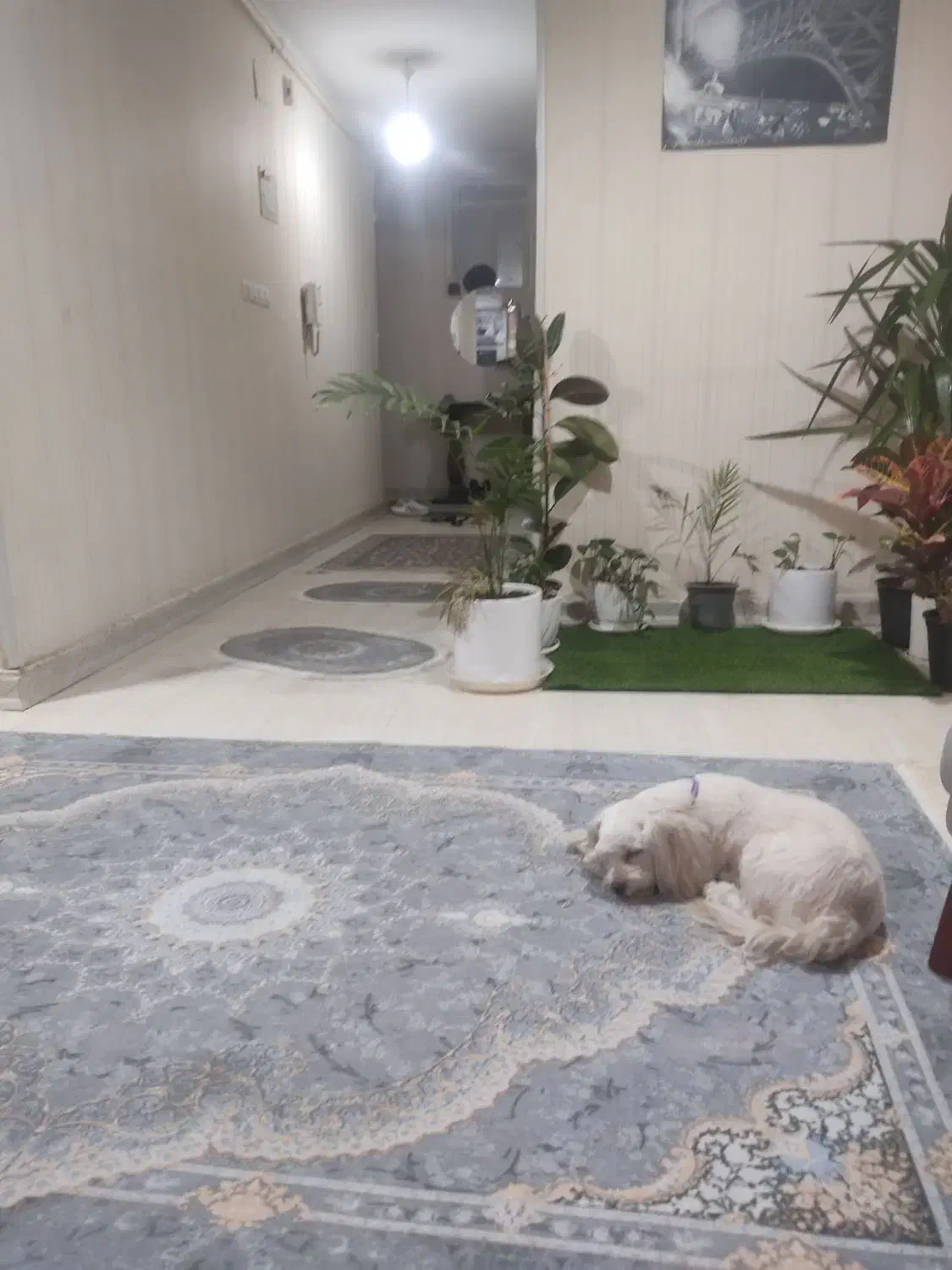 گمشده|حیوانات|بلده, |دیوار