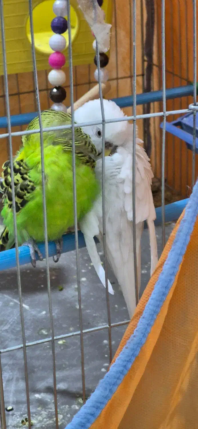 مرغ عشق|پرنده|شهرکرد, |دیوار