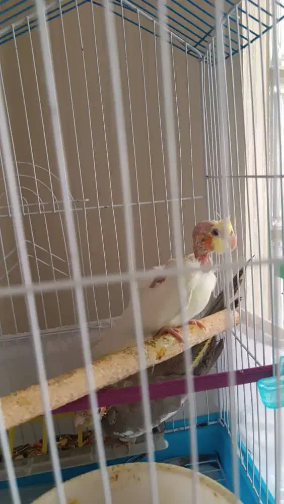 بچه عروس هلندی|پرنده|بندر انزلی, کارآموزی|دیوار