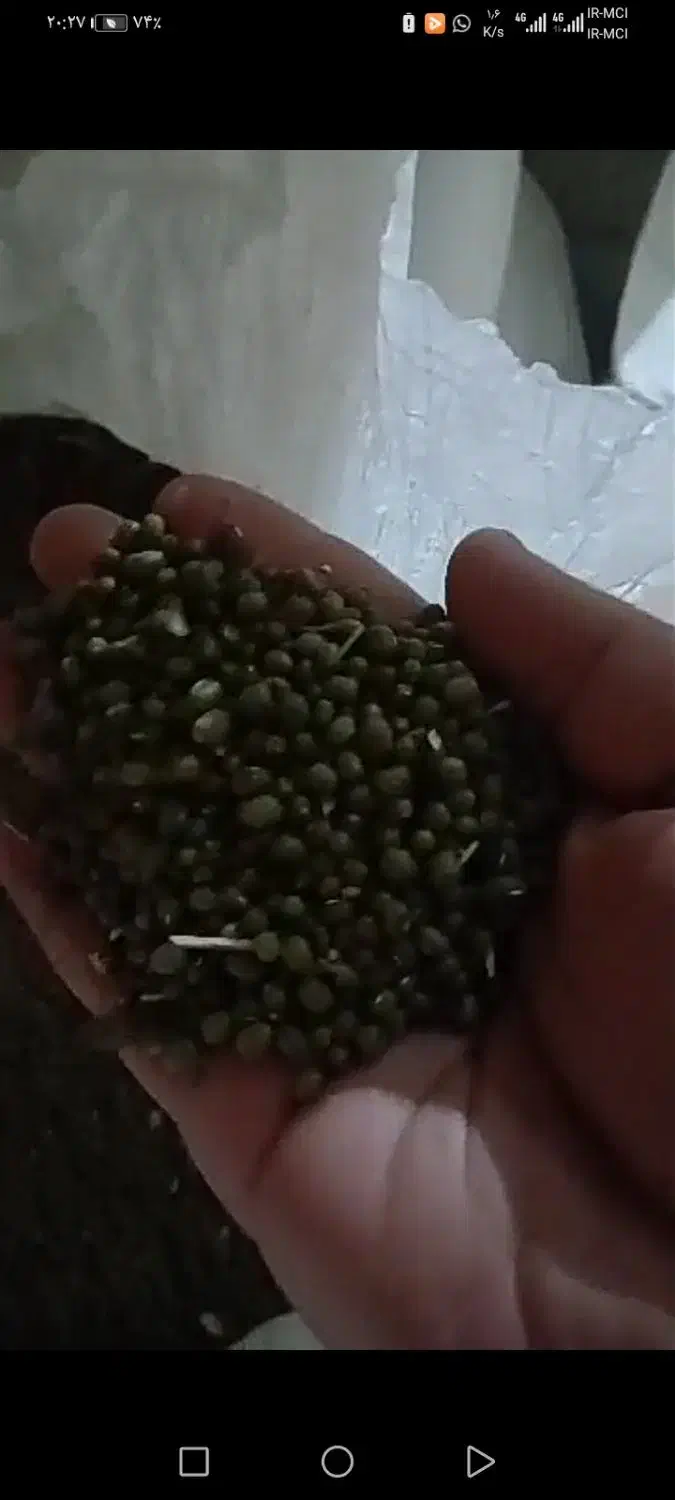 ماش سبز ودرشت وتمیز|خوردنی و آشامیدنی|بهمن صغاد, |دیوار