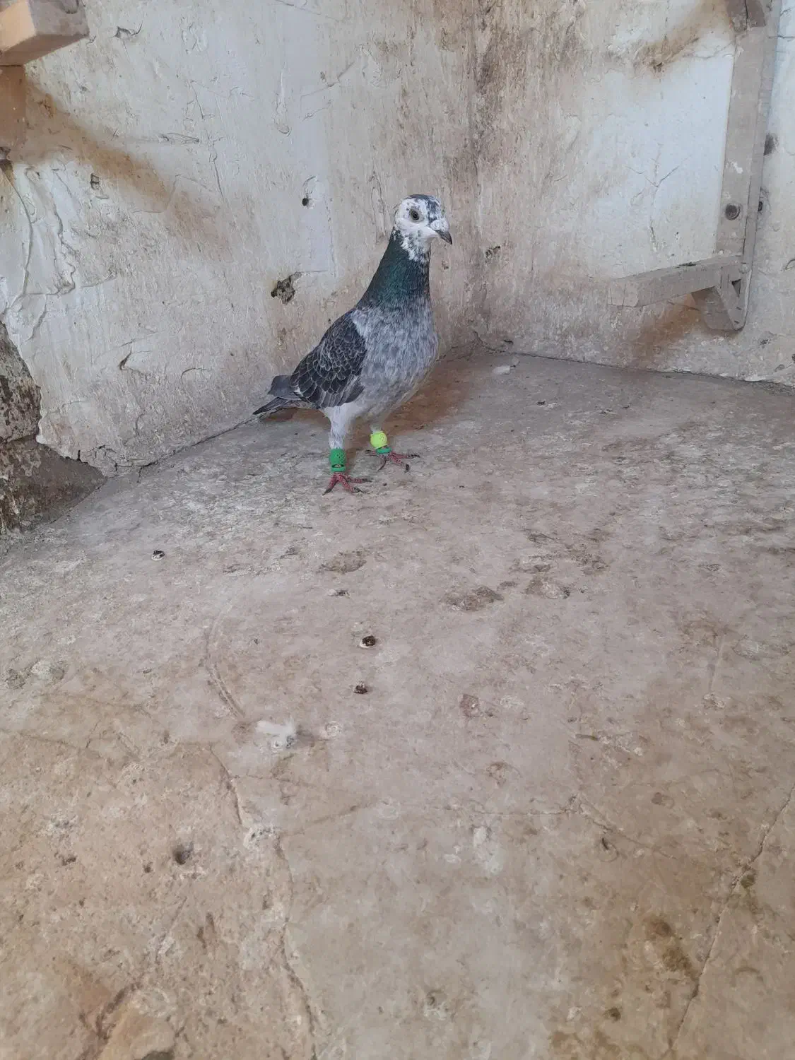 پرنده|پرنده|اسفراین, |دیوار