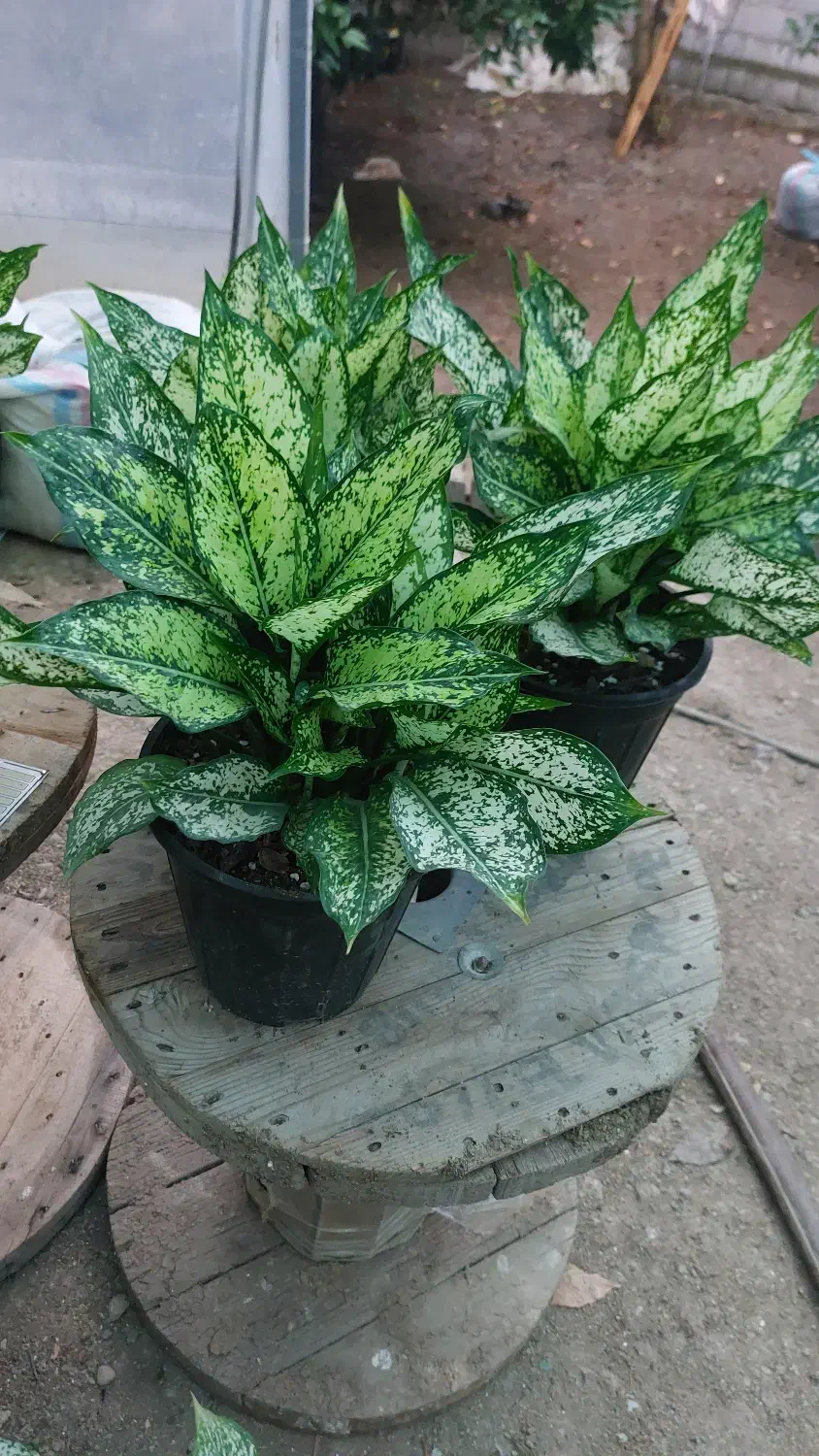 آگلونما برفی سطل7|گل و گیاه طبیعی|گتاب, |دیوار