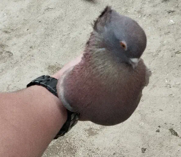 کفتر نوک کوچیک عطیقه|پرنده|چالدران, |دیوار