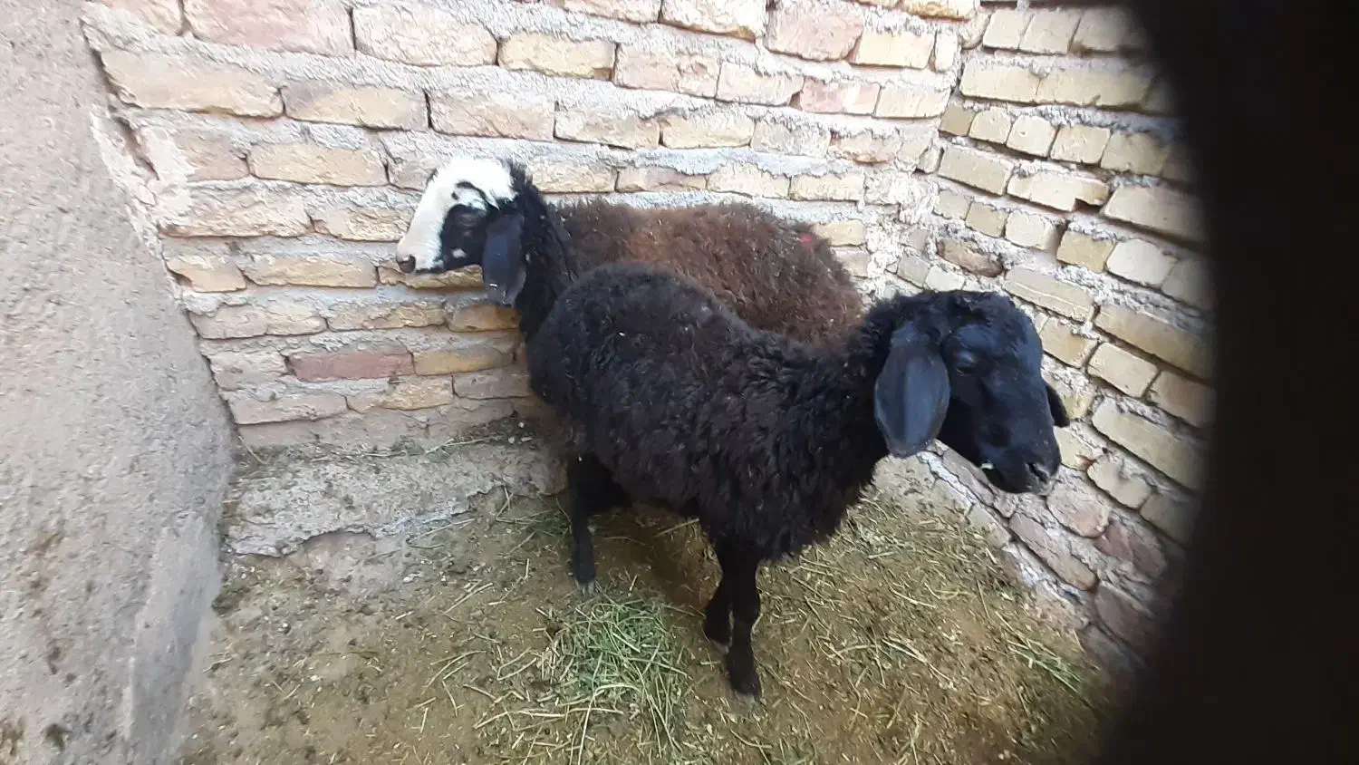 بره نرو ماده|حیوانات مزرعه|دشتابی, |دیوار