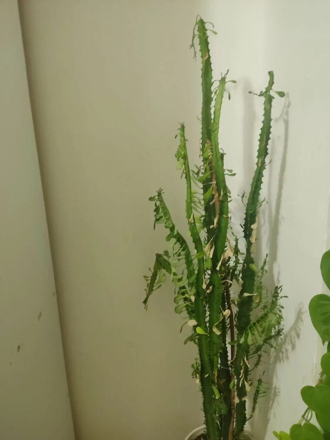 گیاه آپارتمانی افوربیا|گل و گیاه طبیعی|رامسر, |دیوار