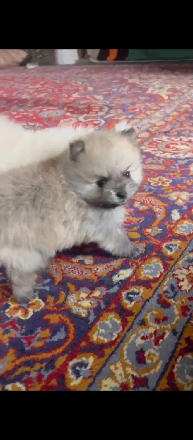 توله پامرانین|سگ|بابلسر, |دیوار