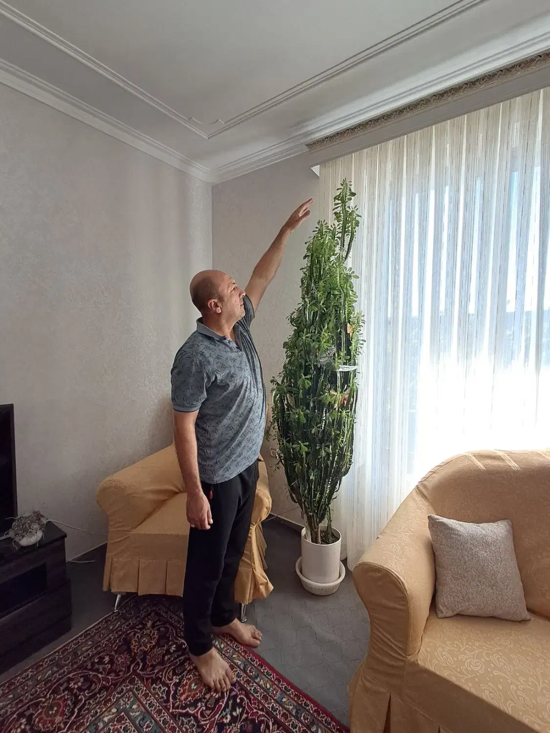 گل کاکتوس افوربیا|گل و گیاه طبیعی|شبستر, |دیوار