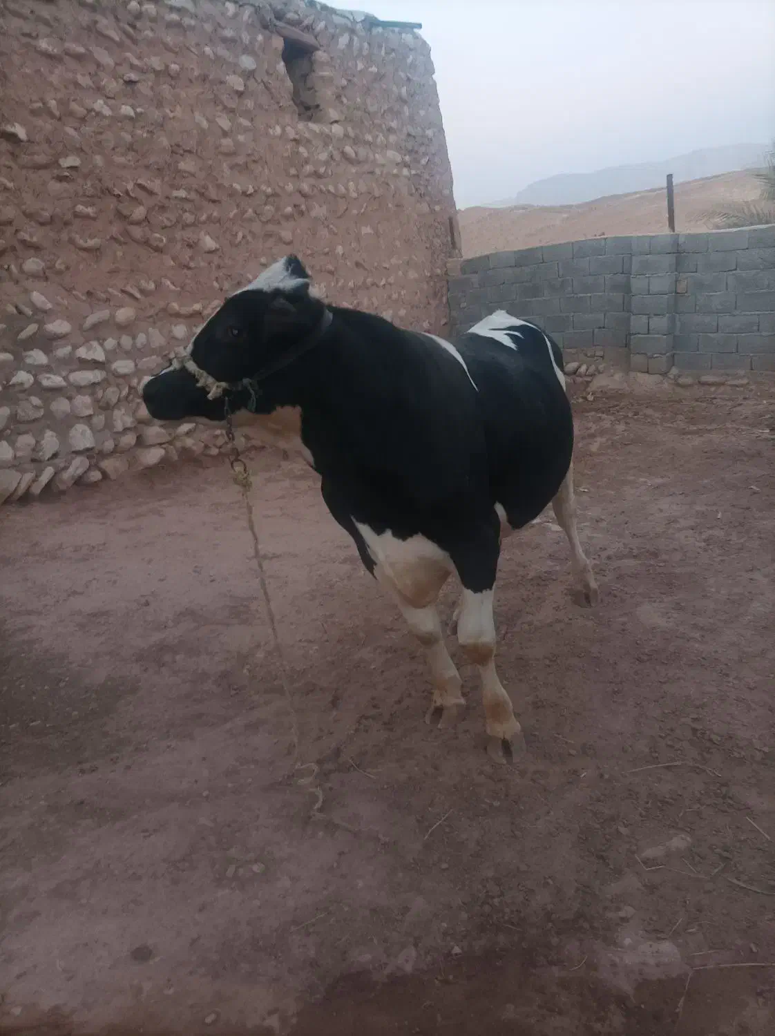 گوساله نر پروار ثابت|حیوانات مزرعه|زاگرس, |دیوار