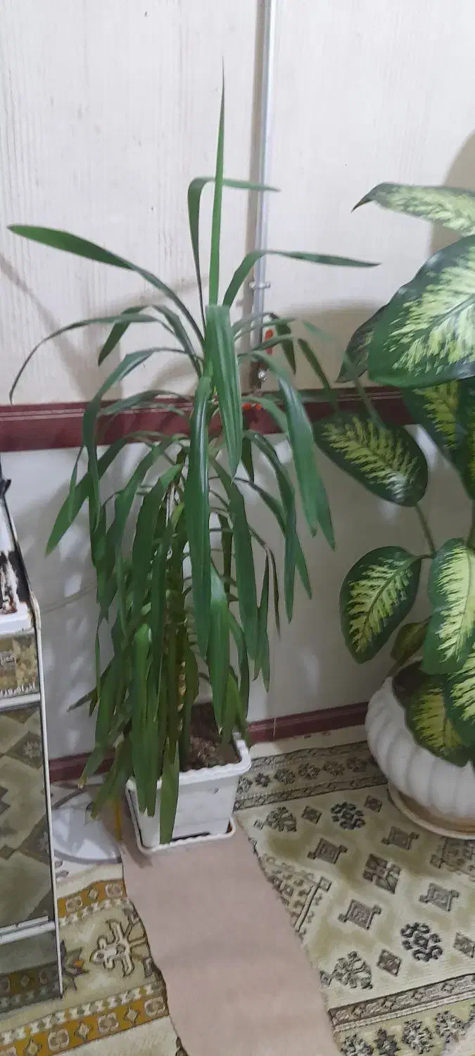 چهار عدد گل زیبا|گل و گیاه طبیعی|جوانرود, |دیوار