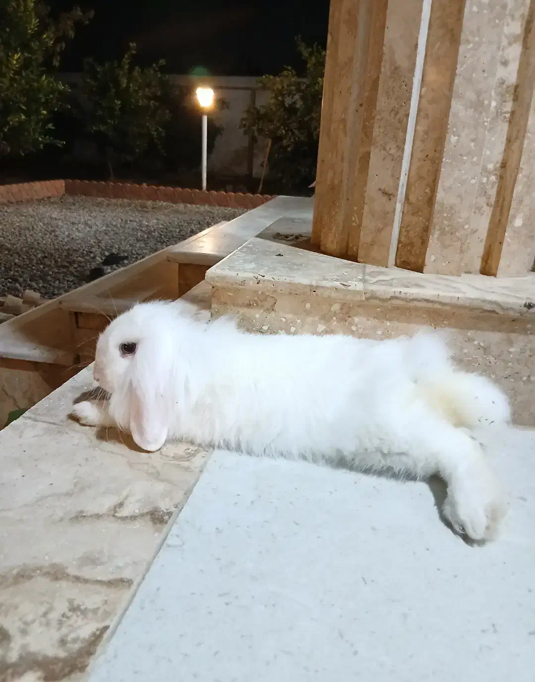 خرگوش لوپ چشم ابی ۶ ماهه به همراه وسایل|موش و خرگوش|بابل, |دیوار