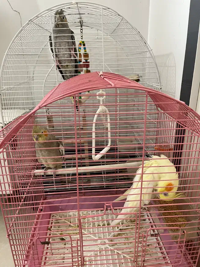 عروس هلندی|پرنده|تهران, سعیدآباد|دیوار