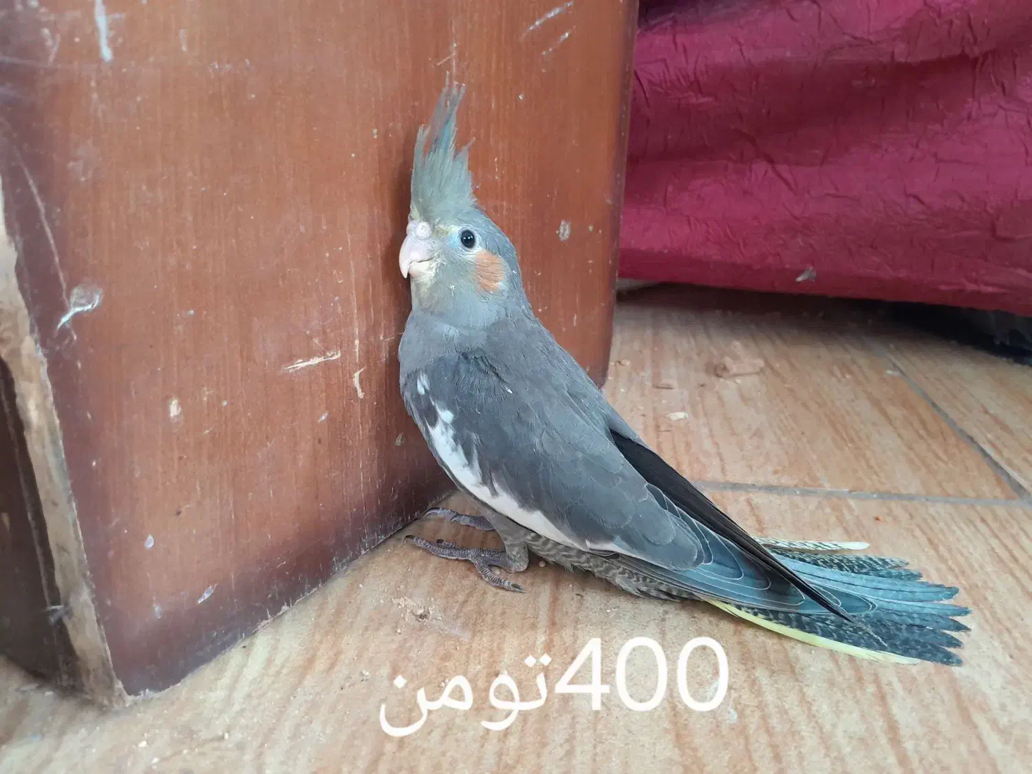 عروس هلندی|پرنده|لنگرود, |دیوار