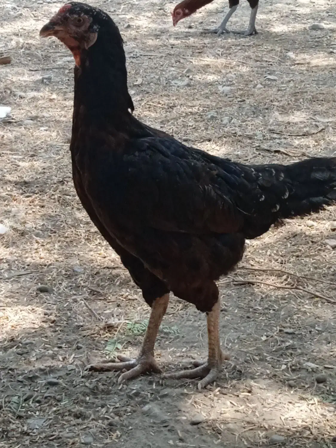 مرغ فروشی|حیوانات مزرعه|میناب, |دیوار