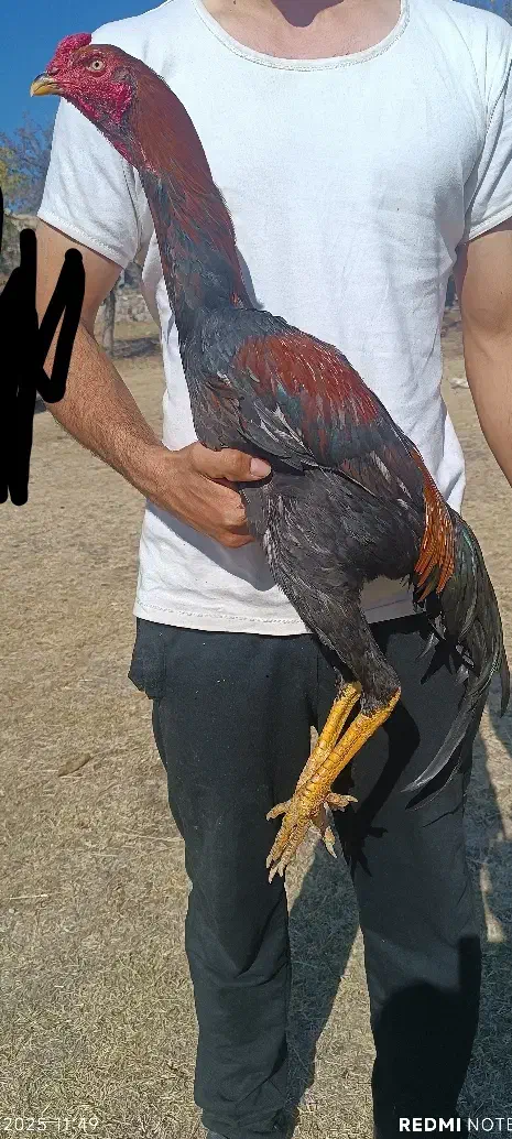 جوجه خروس لاری|حیوانات مزرعه|رشت, دیانتی|دیوار