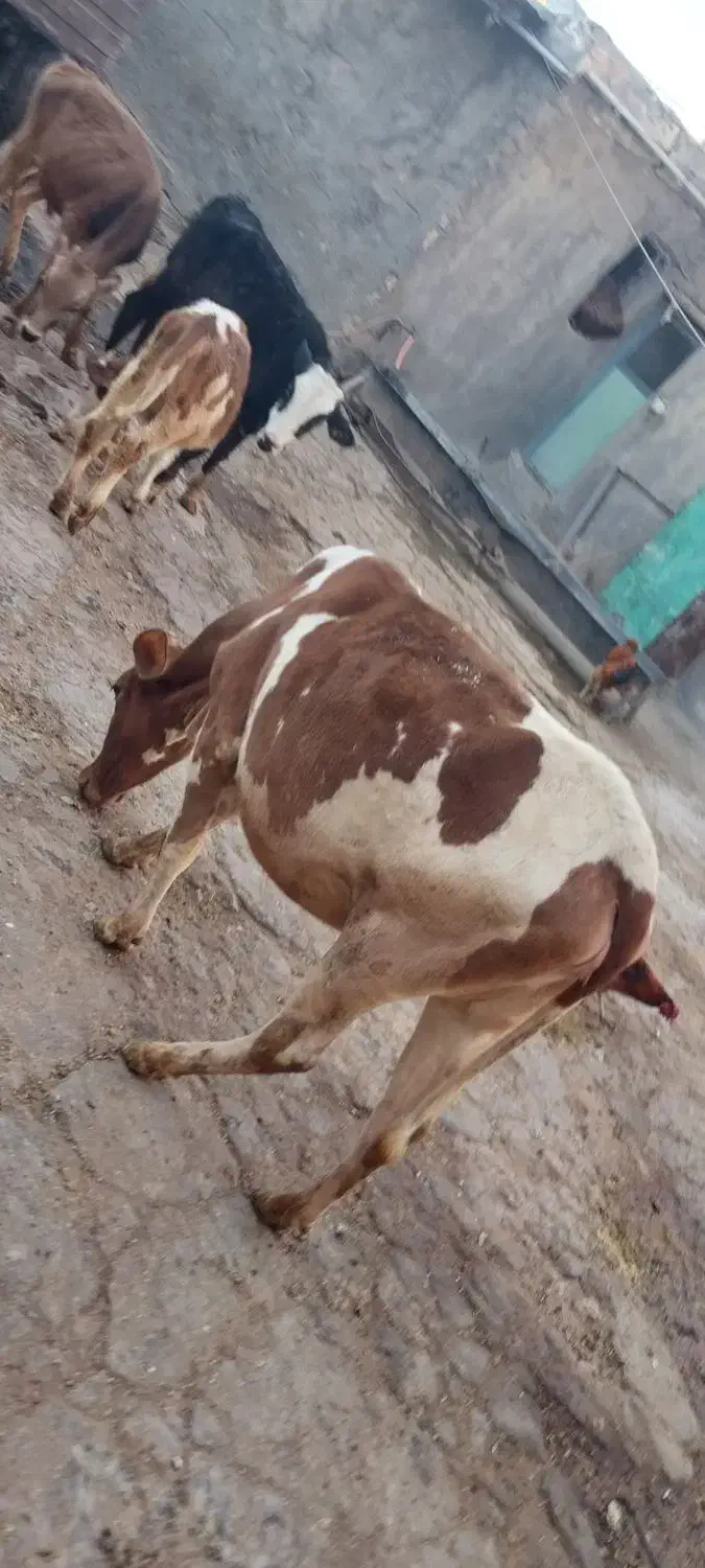 گوساله ماده چاق|حیوانات مزرعه|دالاهو, |دیوار