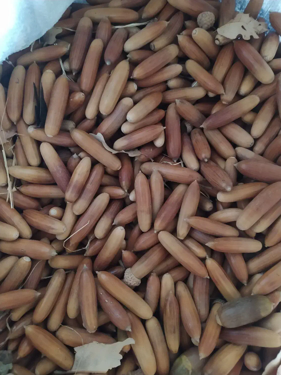 بلوط تازه|خوردنی و آشامیدنی|سردشت, |دیوار