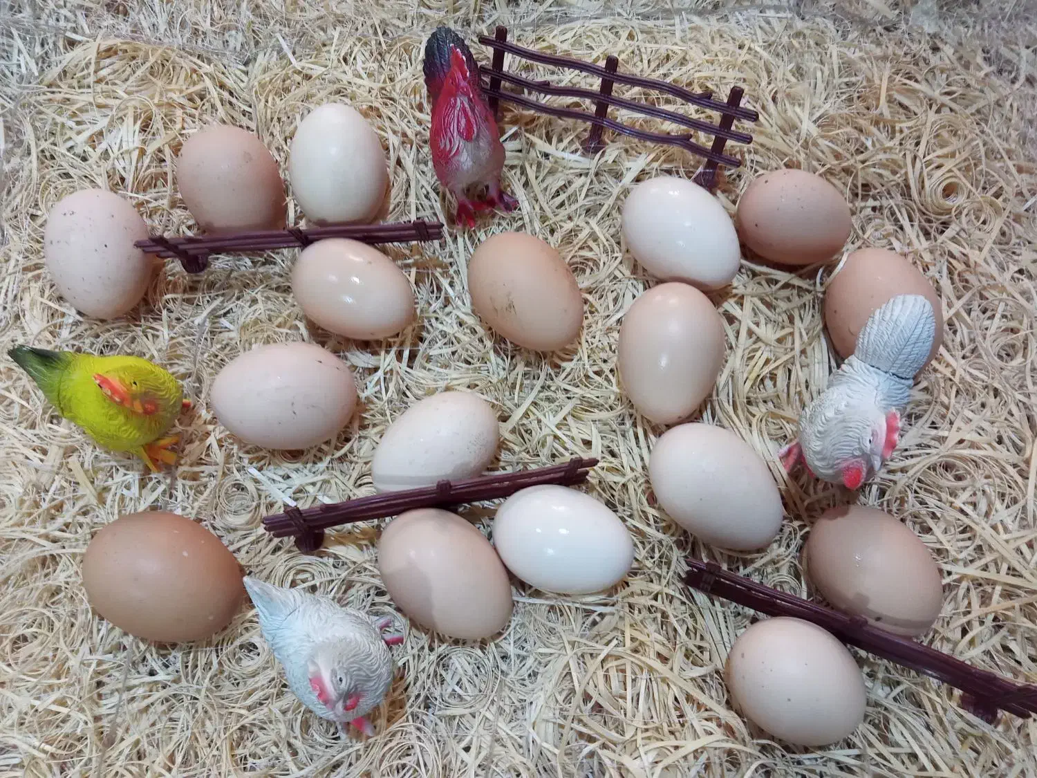 مرغ|حیوانات مزرعه|تهران, دانشگاه شریف|دیوار