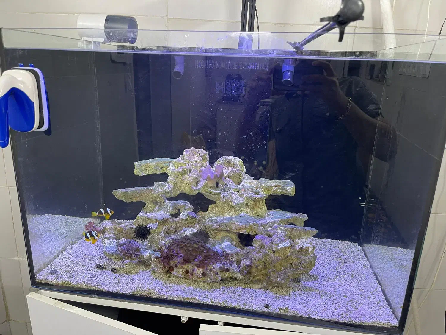 آکواریوم آب شور|ماهی|قم, دروازه ری|دیوار