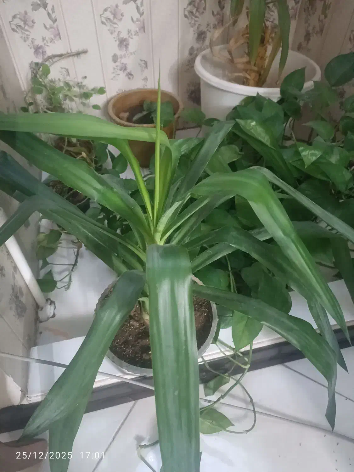 گل یوکا|گل و گیاه طبیعی|اراک, |دیوار