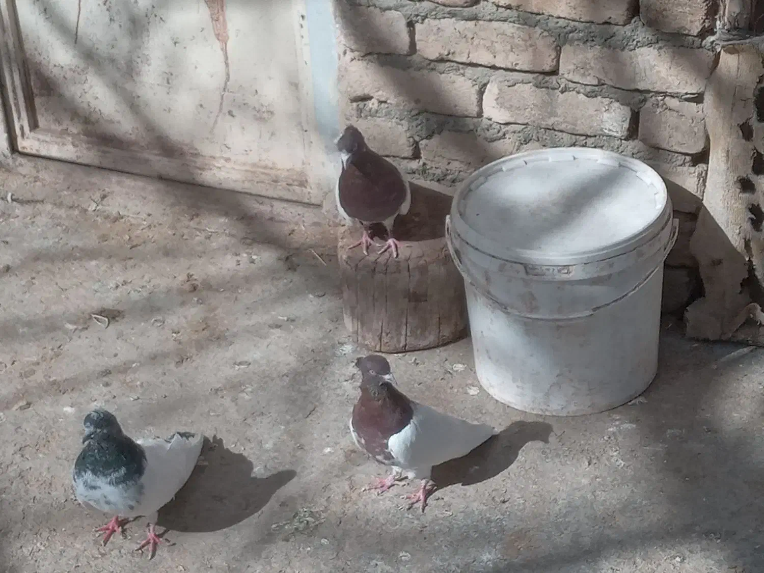 کبوتر کله ای|پرنده|سیلاخور, |دیوار