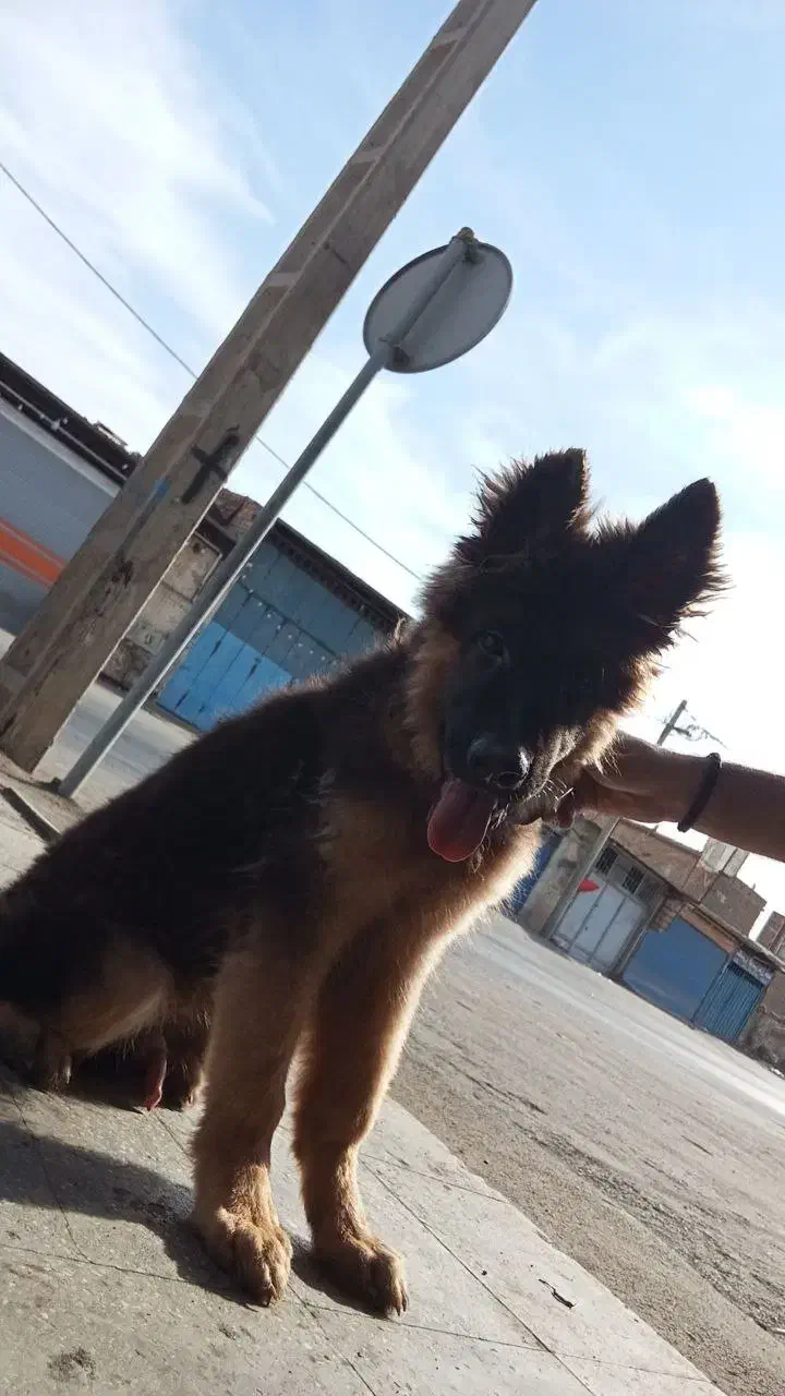 سگ ژرمن شپرد موبلند شولاین|سگ|کاشان, قطب راوندی|دیوار