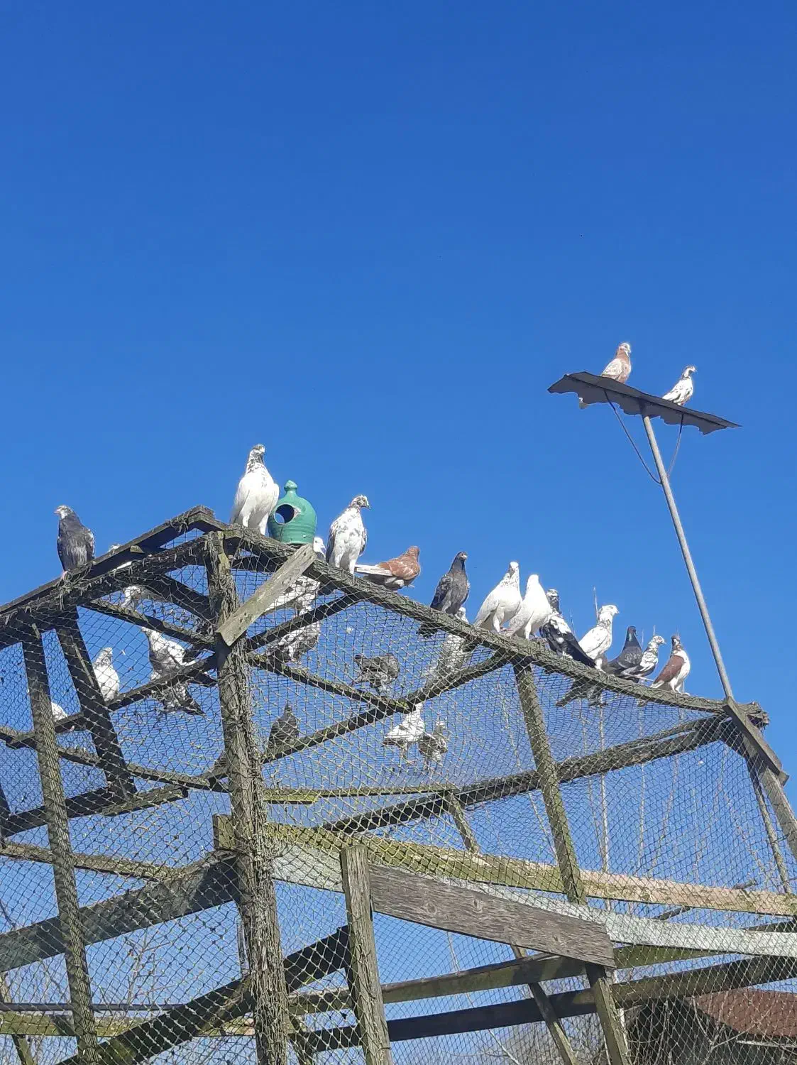 کبوتر پرشی|پرنده|لشت نشا, |دیوار