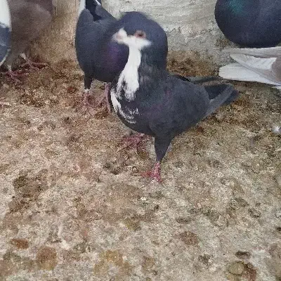 رسمی سیاه|حیوانات|زرند, |دیوار