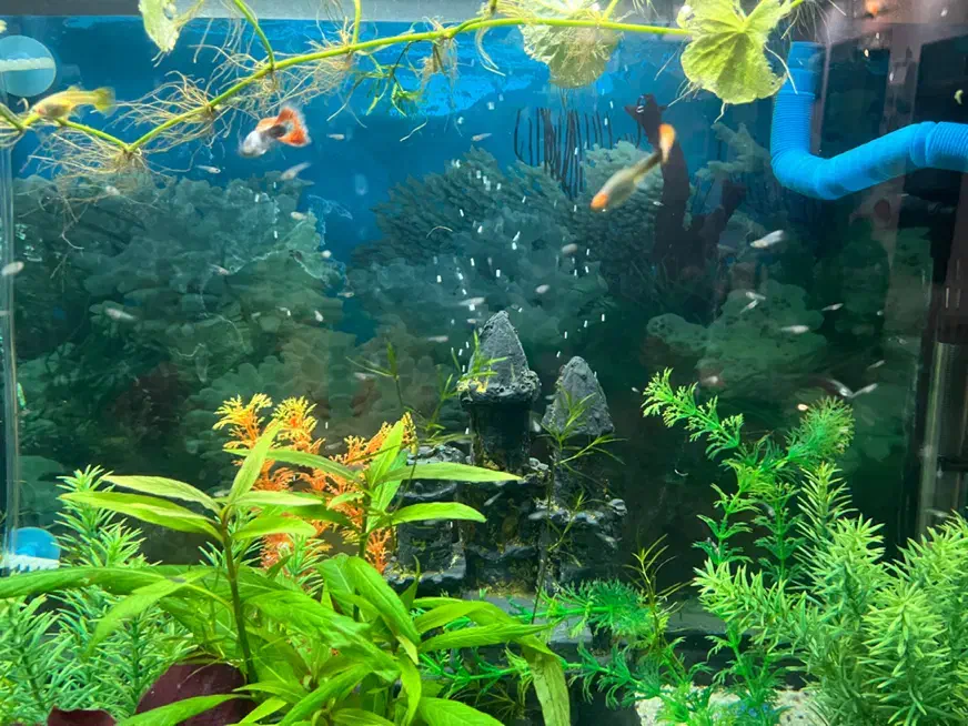 اکواریوم چینی شرکتی بسیارتمیز با تمامی وسایل|ماهی|نیشابور, مسکن مهر نور|دیوار