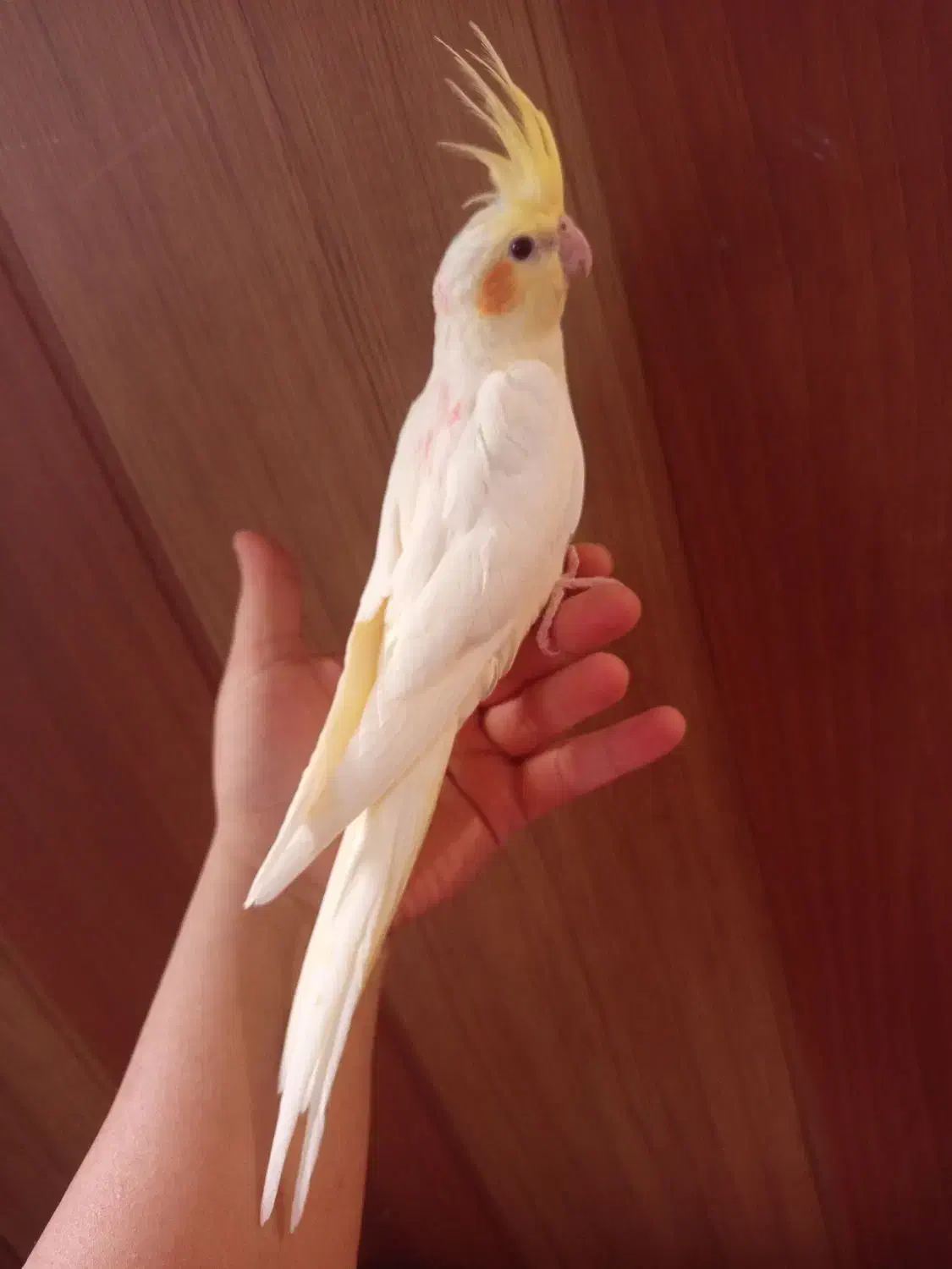 عروس هلندی دستی|پرنده|صدرا-فارس, فاز ۱|دیوار