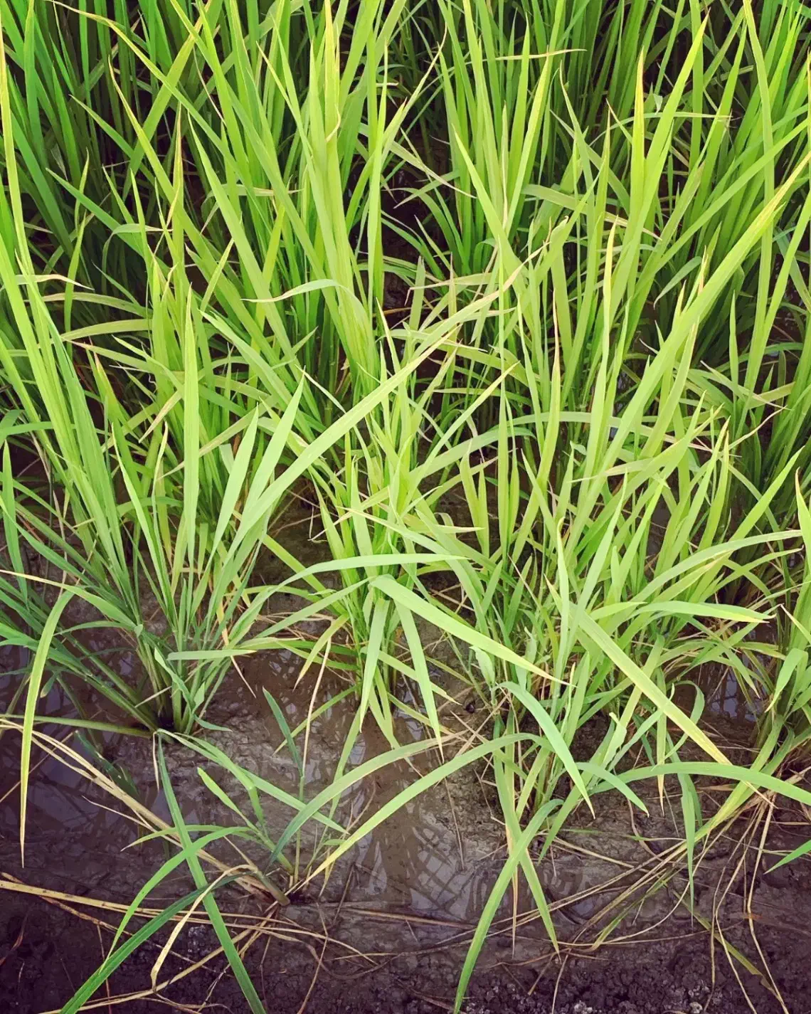 برنج طارم عطری مازندران|خوردنی و آشامیدنی|کیش, |دیوار